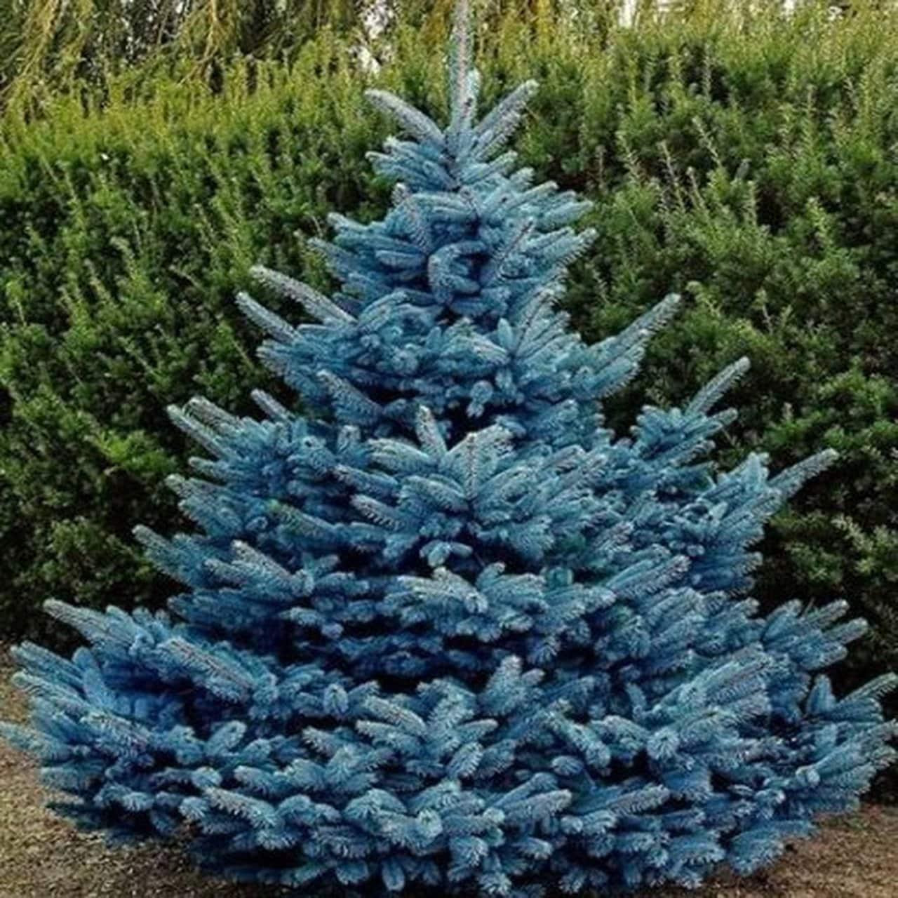 Picea Pungens Thomsen - View 15 from www redcrocus com