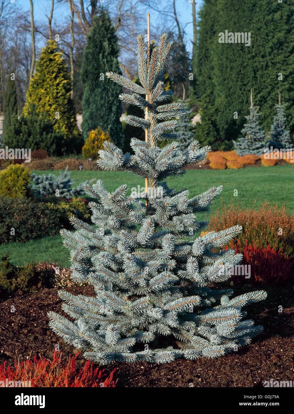 Picea Pungens Thomsen - View 2 from www redcrocus com