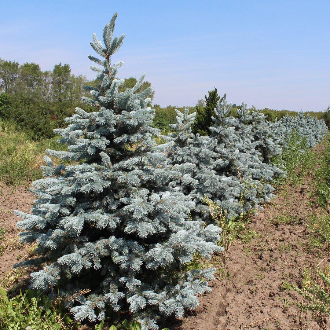 Picea Pungens Thomsen - View 3 from www redcrocus com