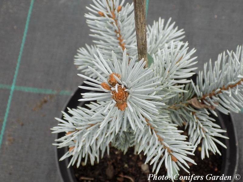 Picea Pungens Thomsen - View 4 from www redcrocus com