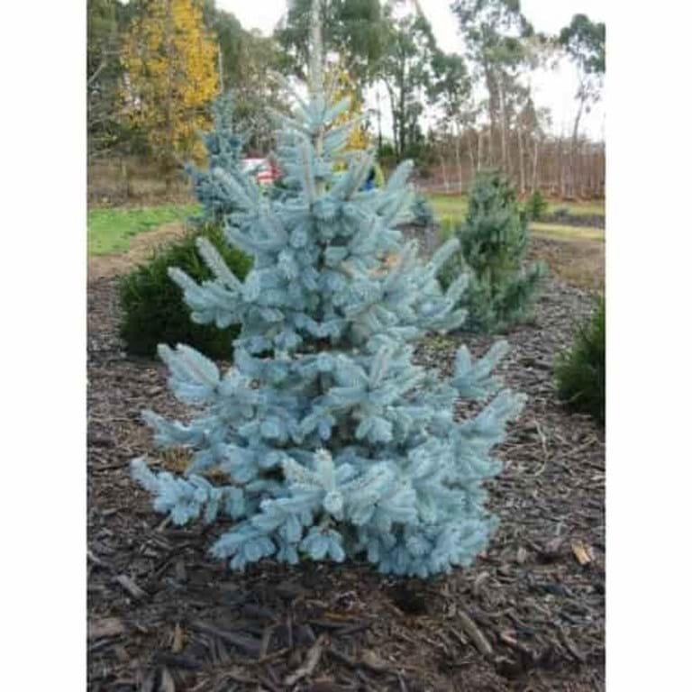 Picea Pungens Thomsen - View 5 from www redcrocus com