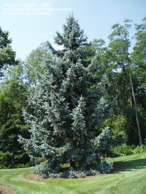 Picea Pungens Thomsen - View 6 from www redcrocus com