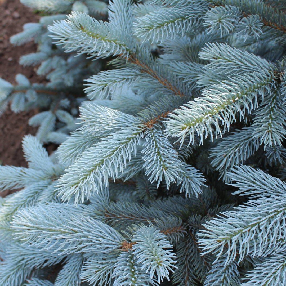 Picea Pungens Thomsen - View 7 from www redcrocus com