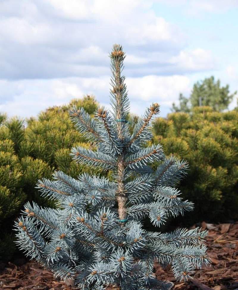 Picea Pungens Thomsen - View 8 from www redcrocus com
