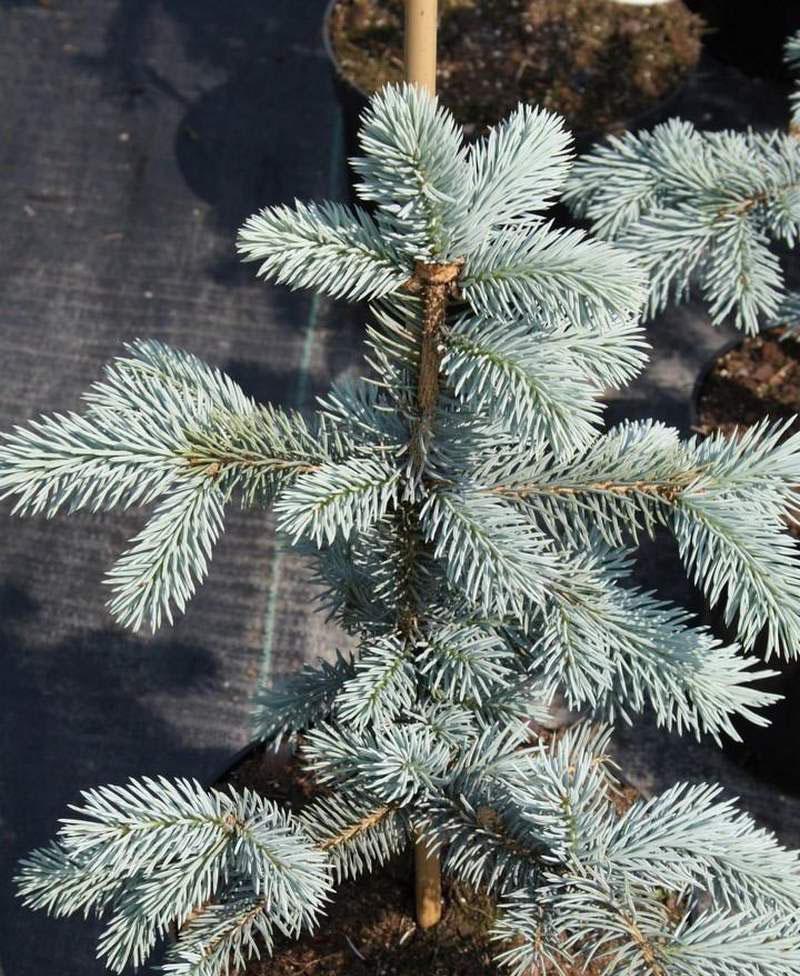 Picea Pungens Thomsen - View 9 from www redcrocus com