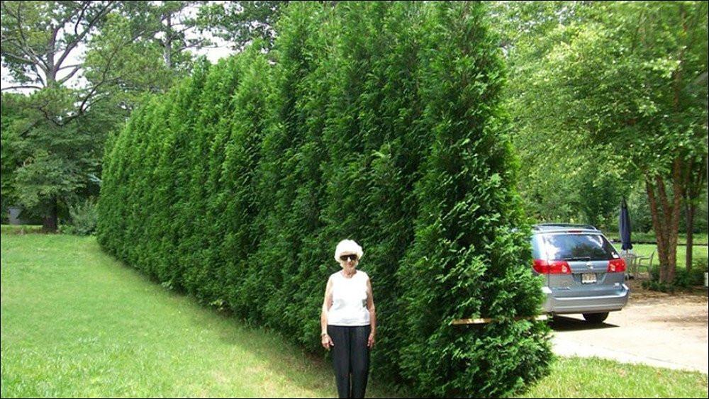 Thuja Occidentalis American Pillar - View 11 from www redcrocus com