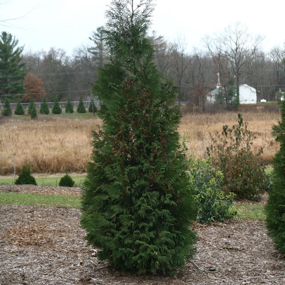 Thuja Occidentalis American Pillar - View 12 from www redcrocus com