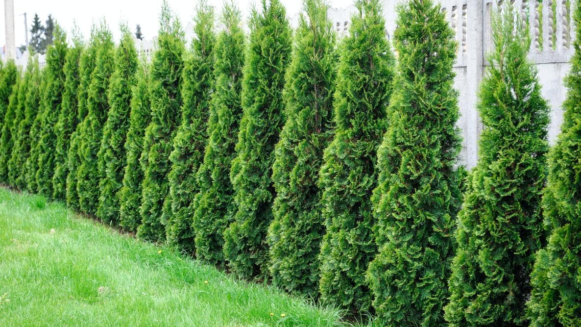 Thuja Occidentalis American Pillar - View 16 from www redcrocus com