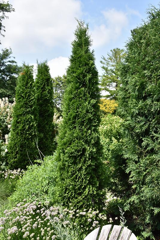 Thuja Occidentalis American Pillar - View 3 from www redcrocus com