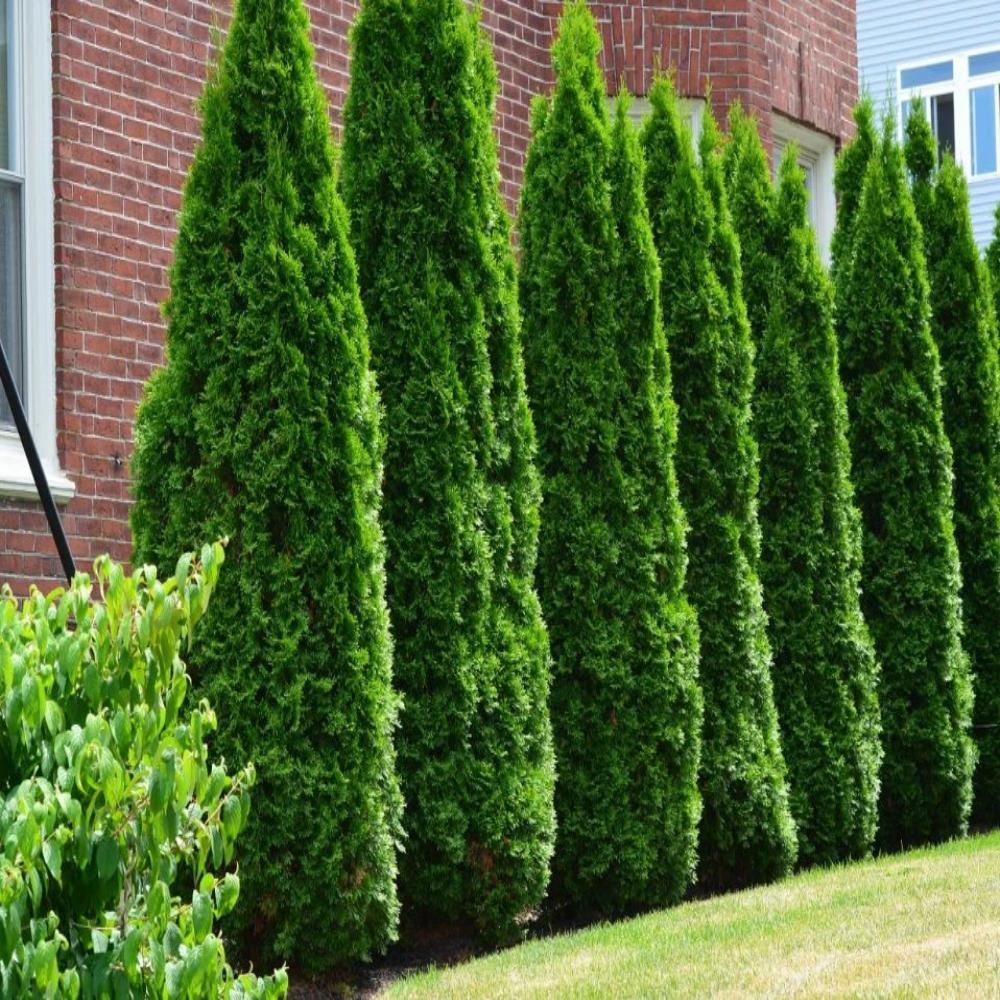 Thuja Occidentalis American Pillar - View 4 from www redcrocus com