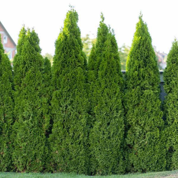 Thuja Occidentalis American Pillar - View 5 from www redcrocus com