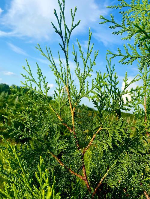 Thuja Occidentalis American Pillar - View 6 from www redcrocus com