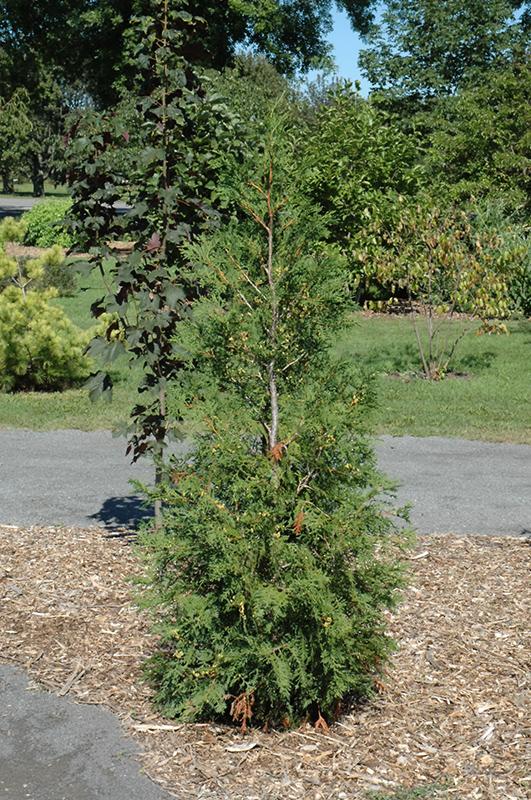 Thuja Occidentalis American Pillar - View 7 from www redcrocus com