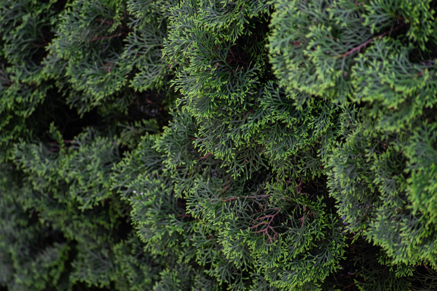 Thuja Occidentalis 'american Pillar' - View 16 from www redcrocus com