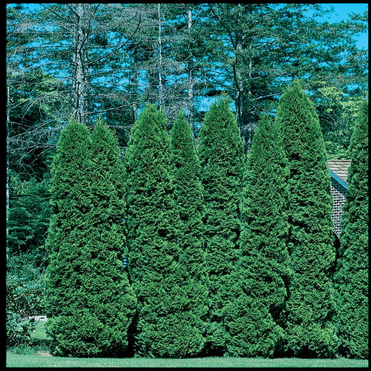 Thuja Occidentalis 'american Pillar' - View 2 from www redcrocus com