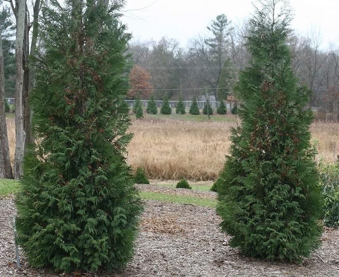 Thuja Occidentalis 'american Pillar' - View 9 from www redcrocus com