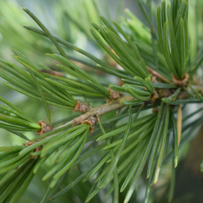 Cedrus Deodara Karl Fuchs - View 11 from www redcrocus com