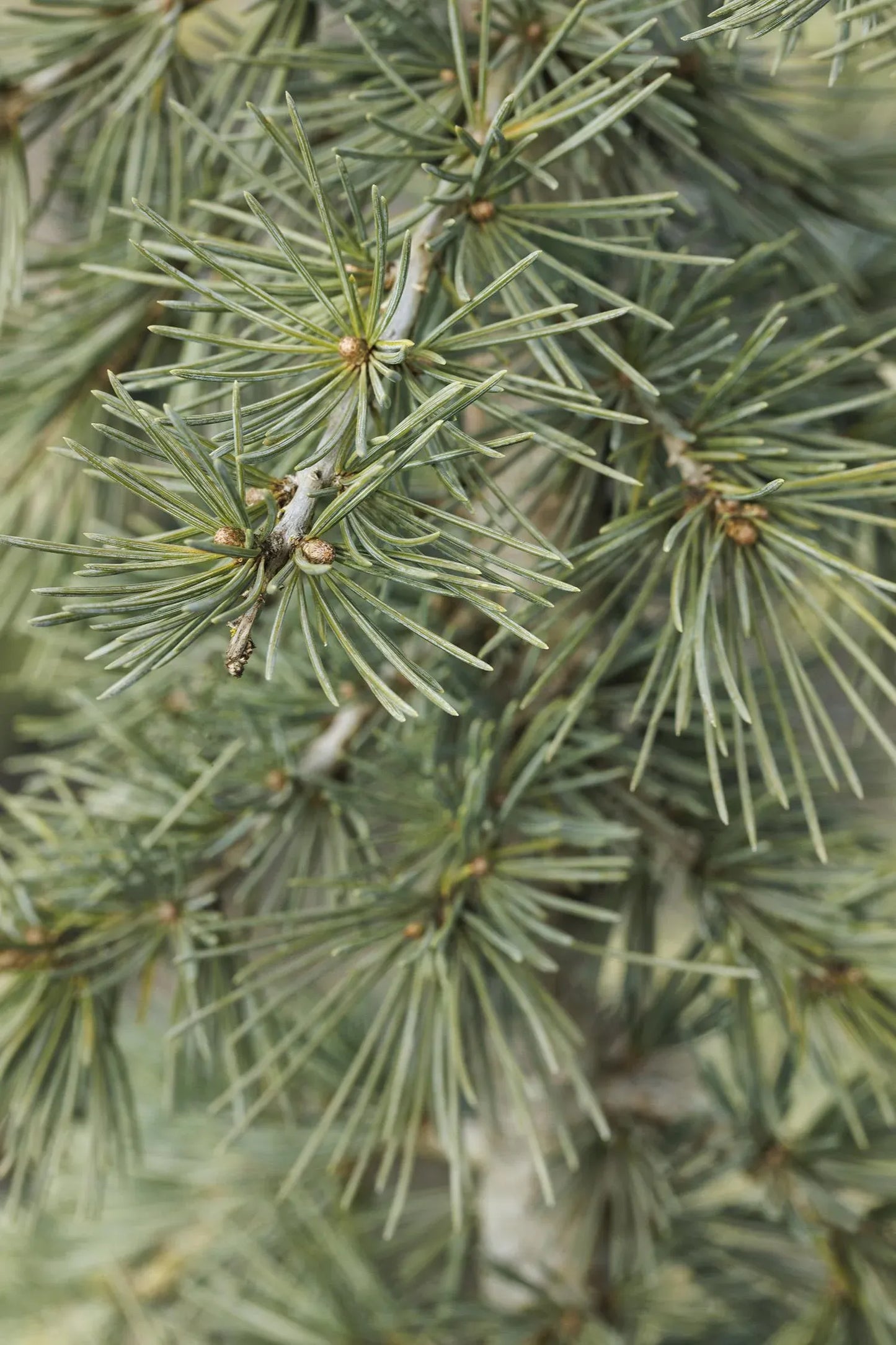 Cedrus Deodara Karl Fuchs - View 13 from www redcrocus com