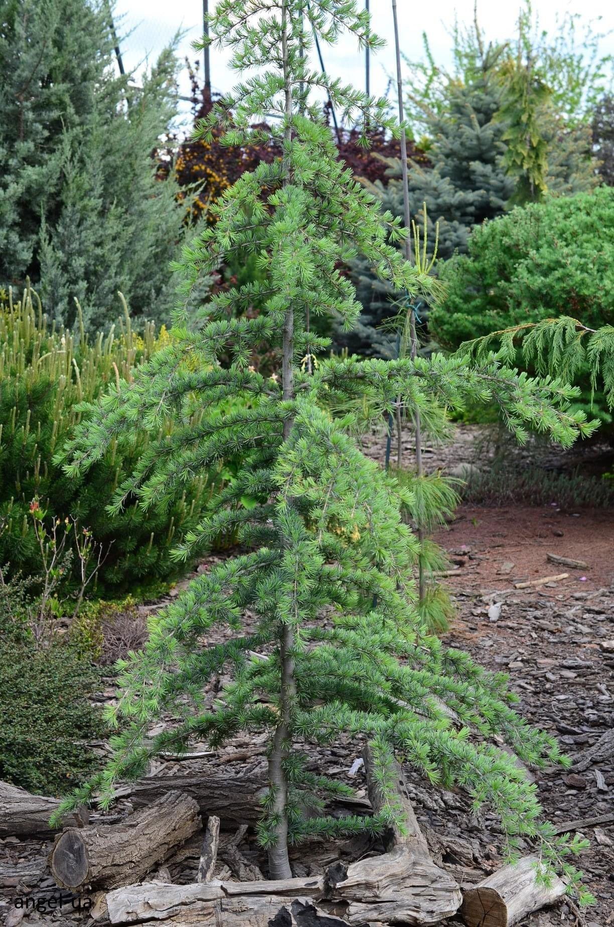Cedrus Deodara Karl Fuchs - View 14 from www redcrocus com