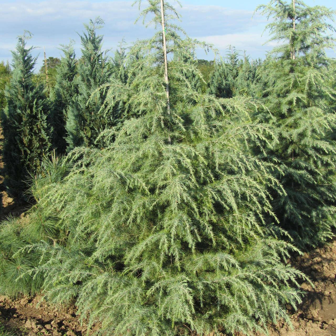 Cedrus Deodara Karl Fuchs - View 15 from www redcrocus com