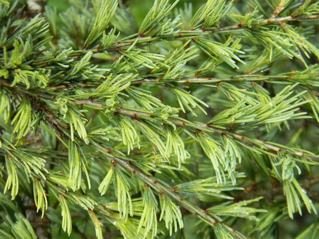 Cedrus Deodara Karl Fuchs - View 17 from www redcrocus com