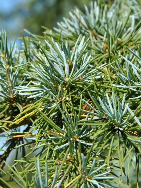 Cedrus Deodara Karl Fuchs - View 19 from www redcrocus com