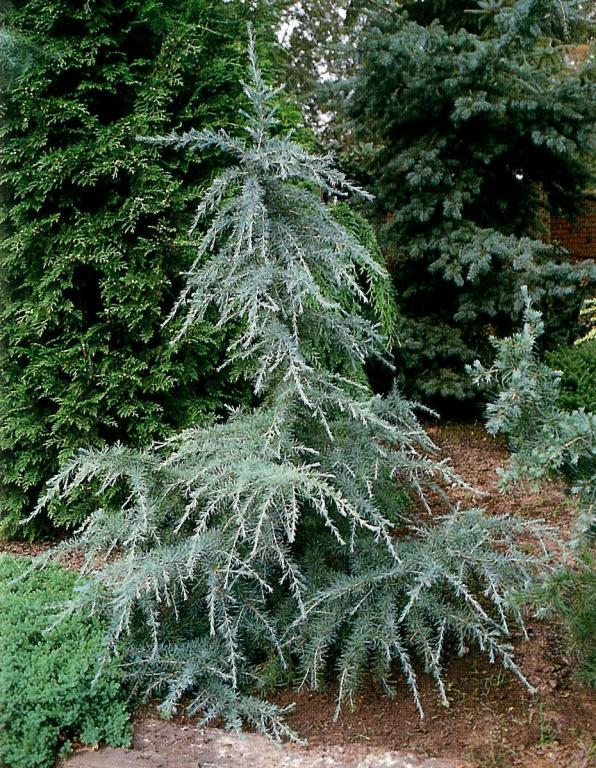 Cedrus Deodara Karl Fuchs - View 20 from www redcrocus com