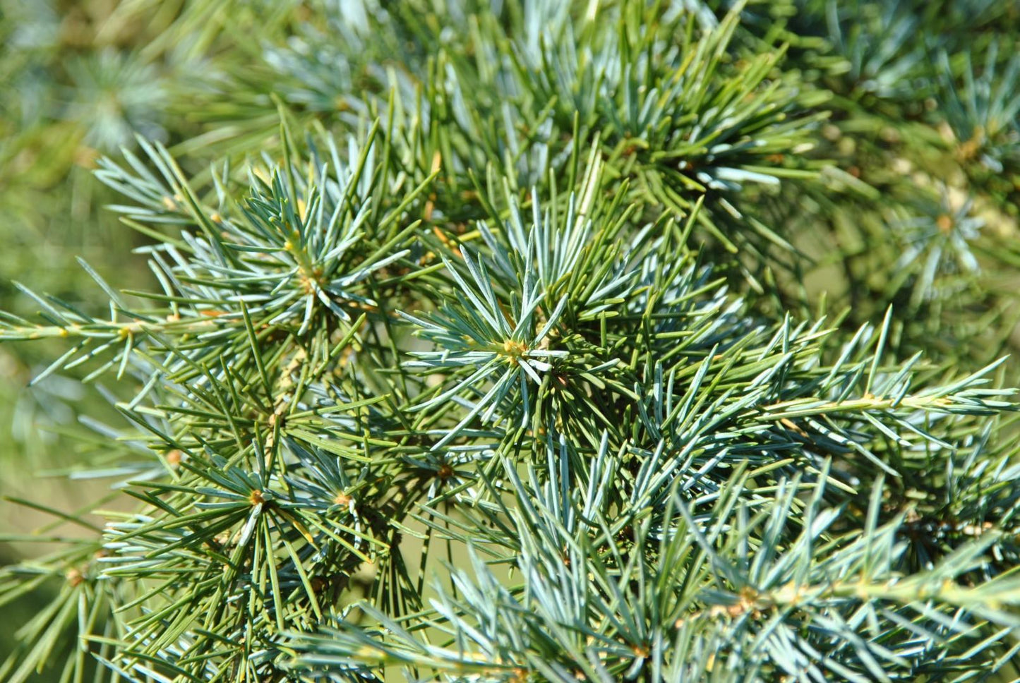 Cedrus Deodara Karl Fuchs - View 2 from www redcrocus com