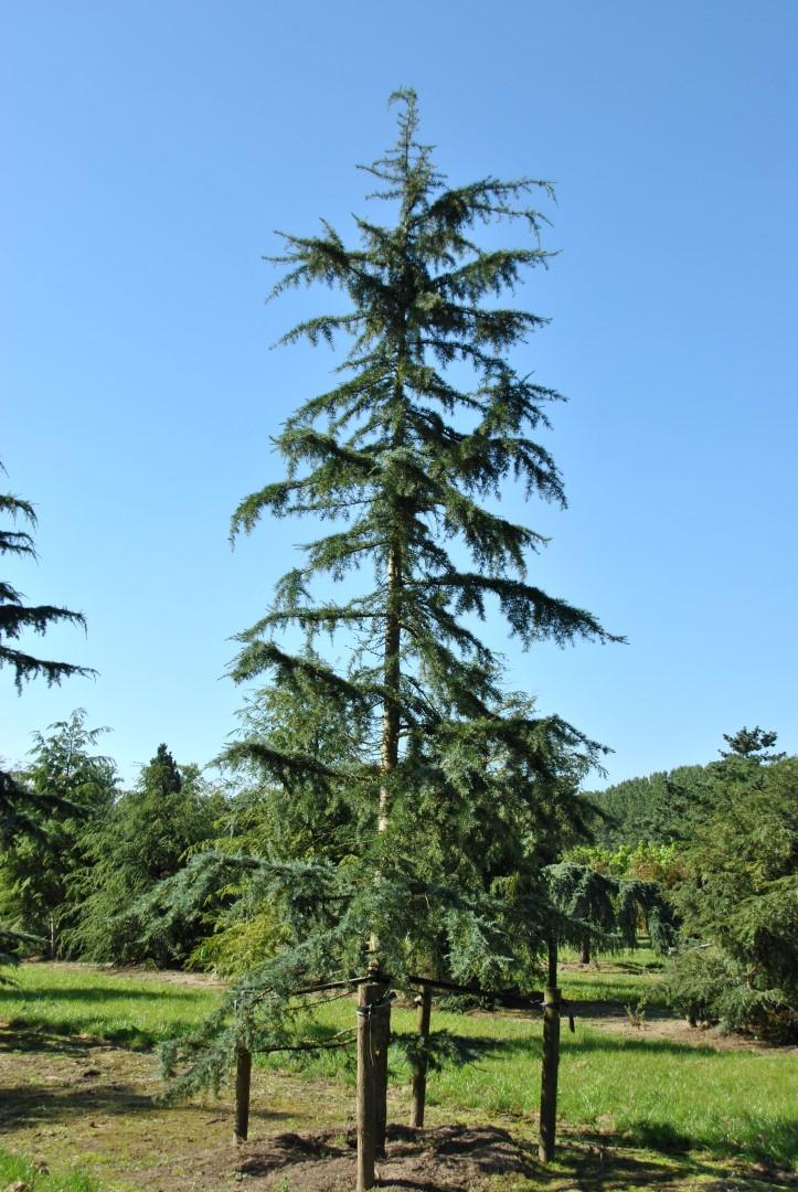 Cedrus Deodara Karl Fuchs - View 3 from www redcrocus com