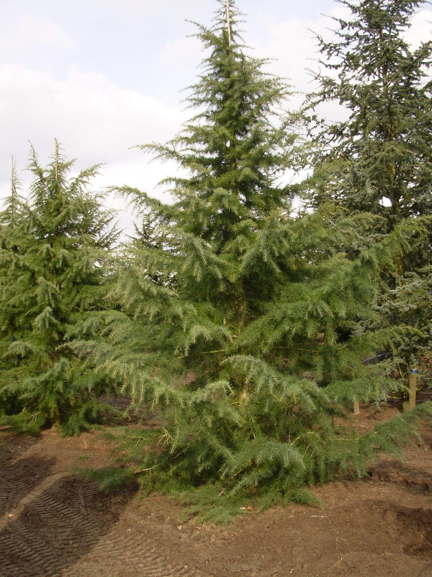 Cedrus Deodara Karl Fuchs - View 4 from www redcrocus com