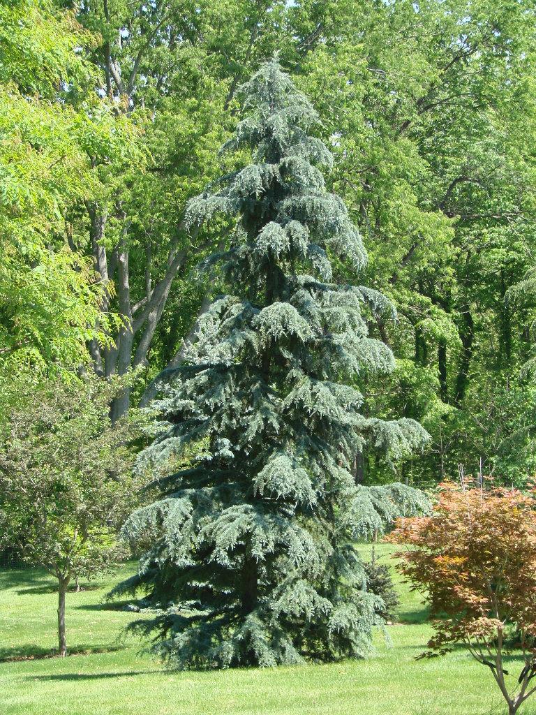 Cedrus Deodara Karl Fuchs - View 5 from www redcrocus com