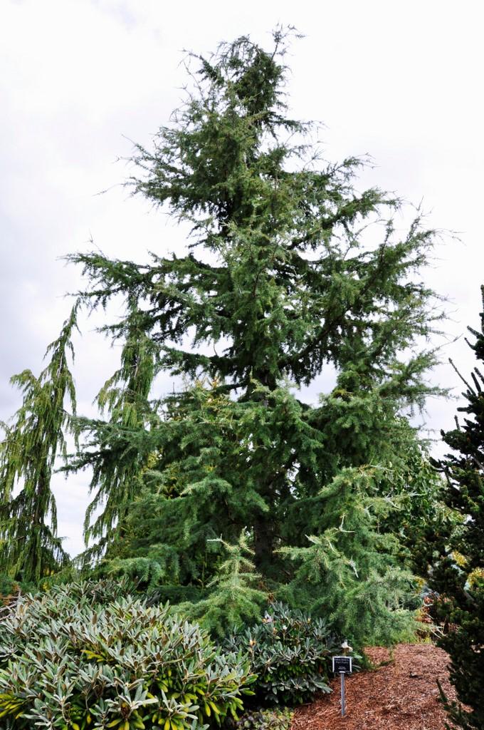 Cedrus Deodara Karl Fuchs - View 8 from www redcrocus com