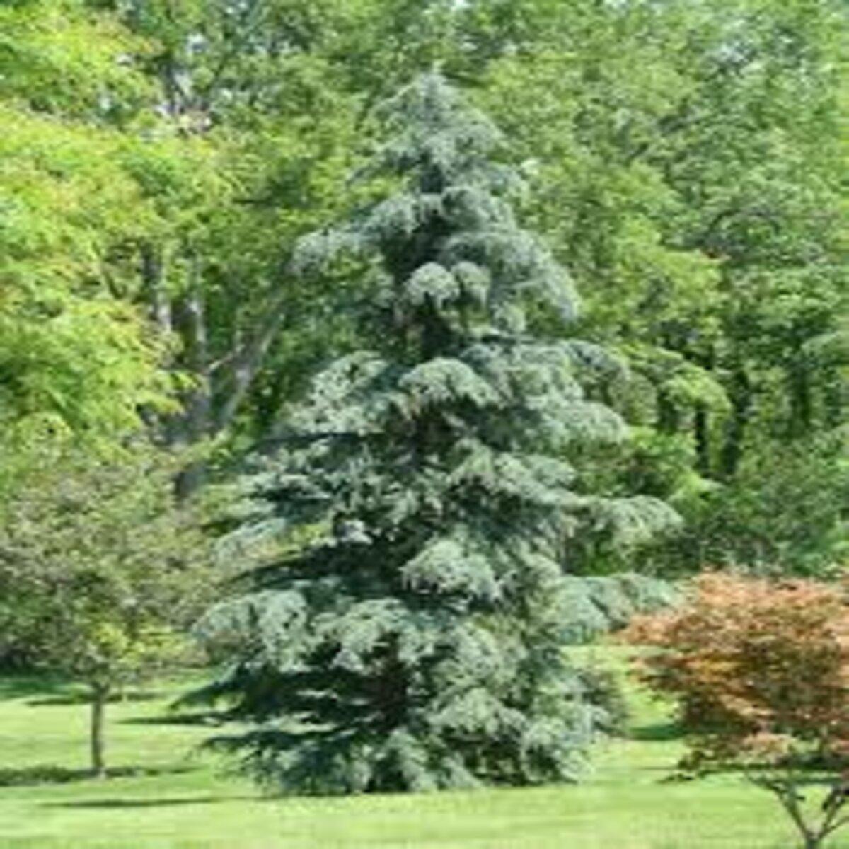 Cedrus Deodara Karl Fuchs - View 9 from www redcrocus com