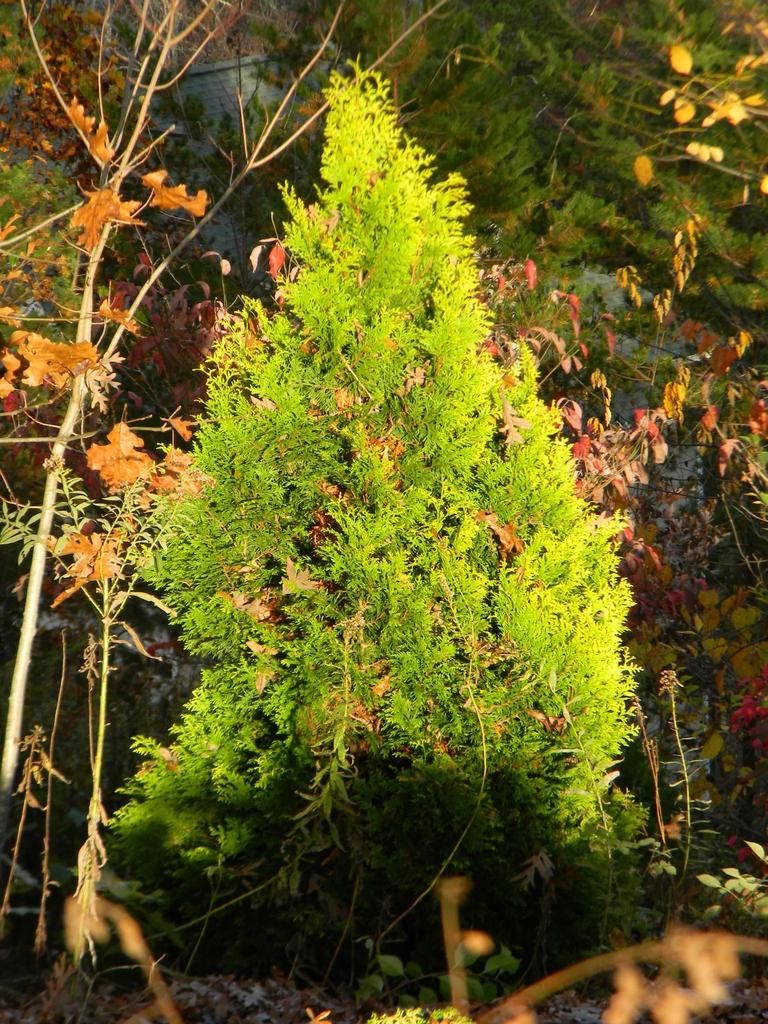 Thuja Plicata Leprechaun - View 11 from www redcrocus com