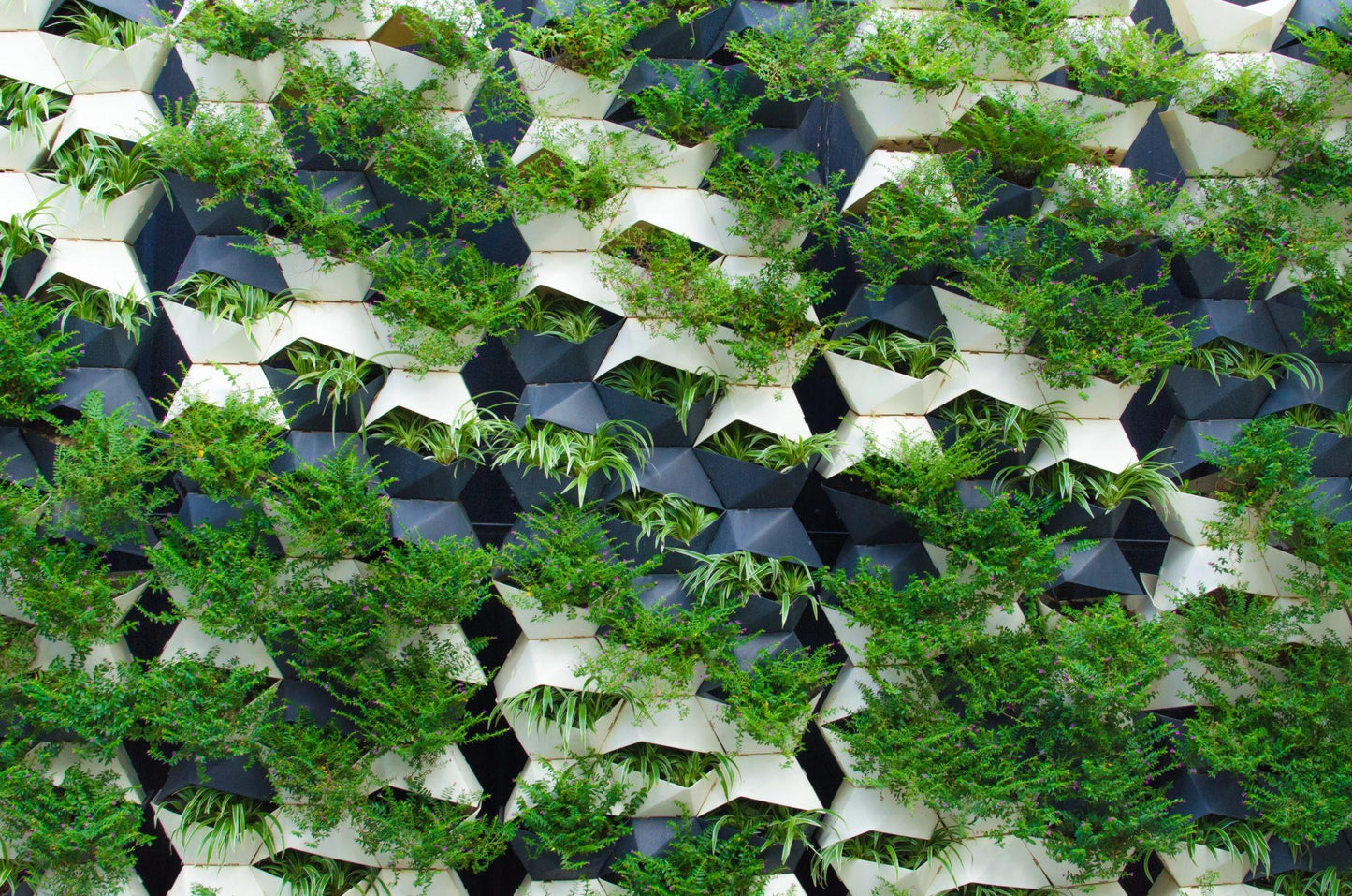 Thuja Plicata Leprechaun - View 13 from www redcrocus com