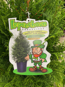 Thuja Plicata Leprechaun - View 13 from www redcrocus com