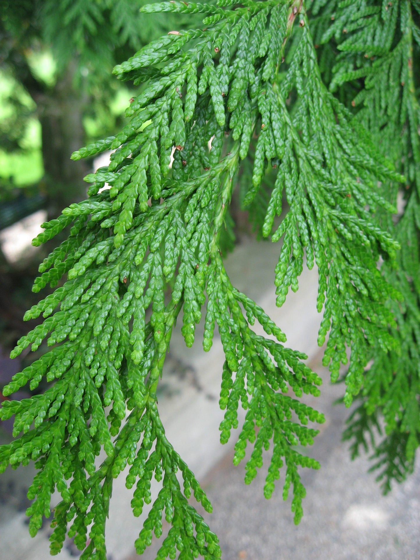 Thuja Plicata Leprechaun - View 14 from www redcrocus com