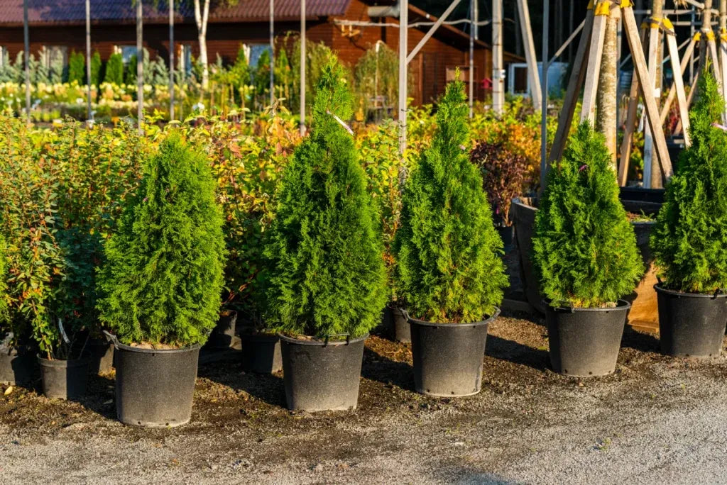 Thuja Plicata Leprechaun - View 3 from www redcrocus com