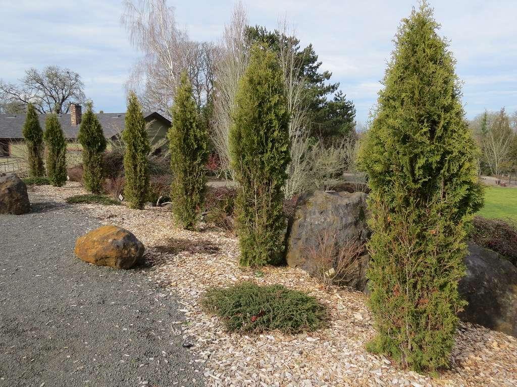 Thuja Plicata Leprechaun - View 7 from www redcrocus com