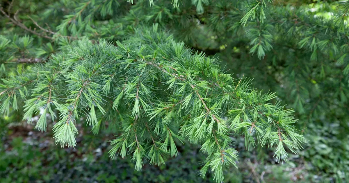 Cedrus Deodara Albo Spica - View 10 from www redcrocus com