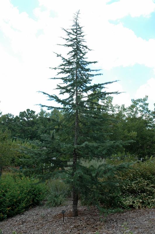 Cedrus Deodara Albo Spica - View 11 from www redcrocus com
