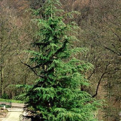Cedrus Deodara Albo Spica - View 12 from www redcrocus com