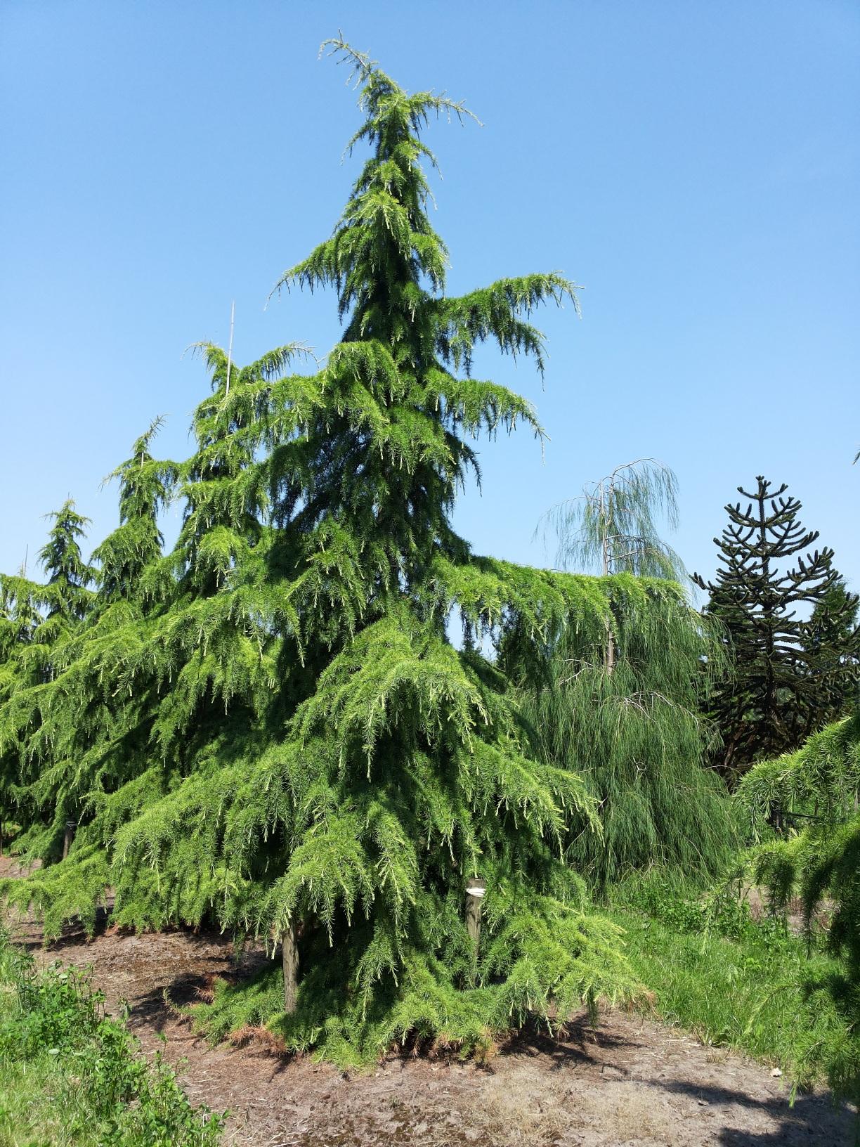 Cedrus Deodara Albo Spica - View 14 from www redcrocus com