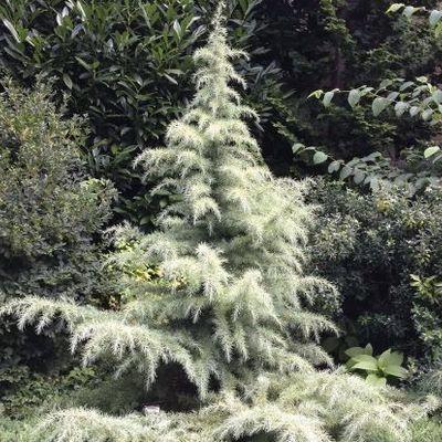 Cedrus Deodara Albo Spica - View 15 from www redcrocus com