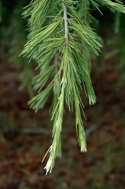 Cedrus Deodara Albo Spica - View 16 from www redcrocus com