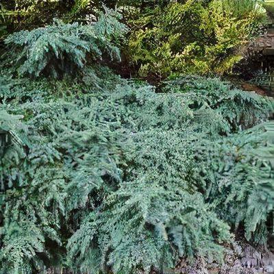 Cedrus Deodara Albo Spica - View 17 from www redcrocus com