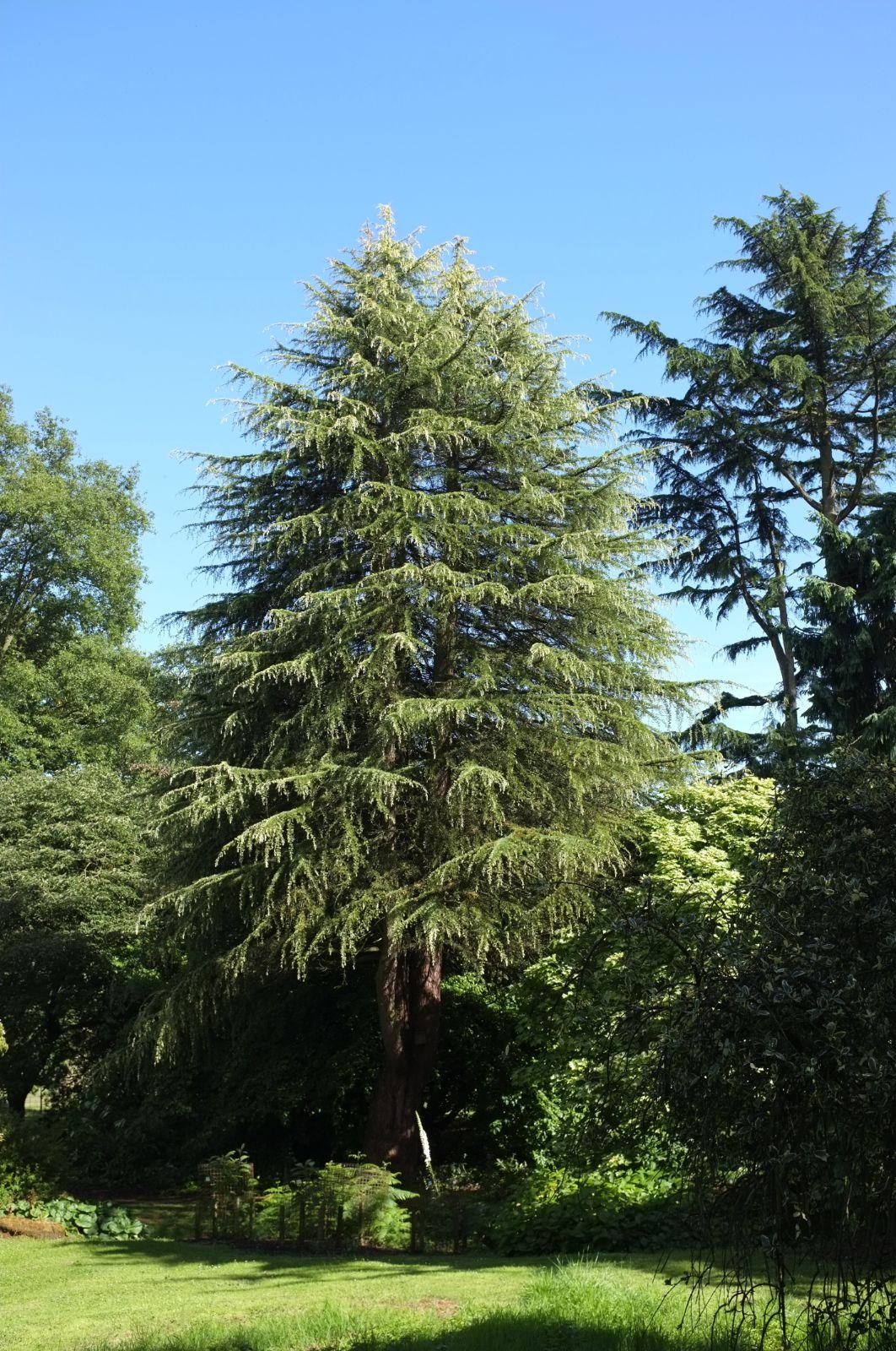 Cedrus Deodara Albo Spica - View 2 from www redcrocus com