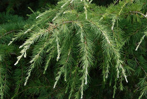 Cedrus Deodara Albo Spica - View 4 from www redcrocus com