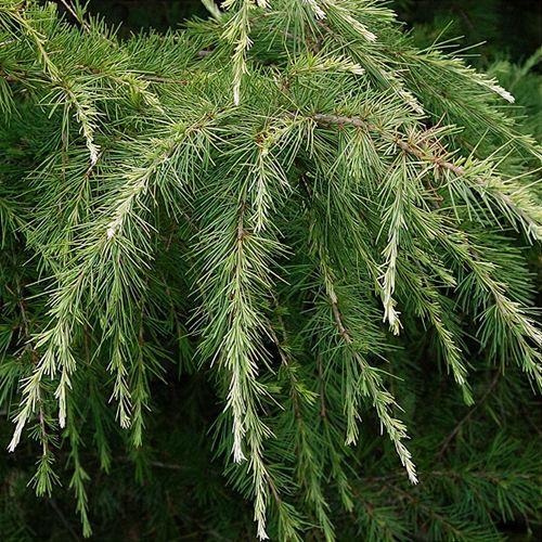 Cedrus Deodara Albo Spica - View 5 from www redcrocus com