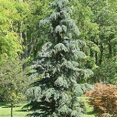 Cedrus Deodara Albo Spica - View 6 from www redcrocus com